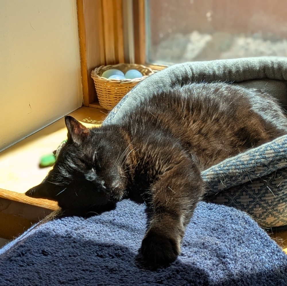 Catnip Seed Packet - Picture 3 of 4